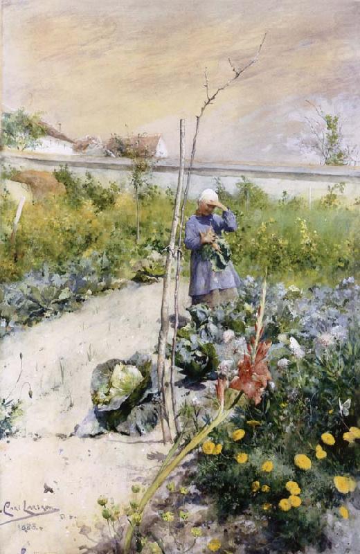 IN Kokstradgarden, Carl Larsson